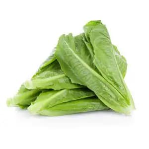 GAP Romain Lettuce - City Of Sprouts