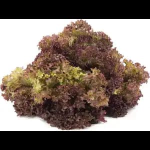 GAP Lolo Rosa - City Of Sprouts
