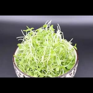 Organic Black Sesame Sprouts - City Of Sprouts
