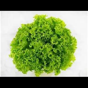 Lettuce Lollo - Rithy 1 Supply