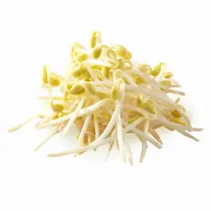 Organic Yellow Bean Sprouts - City Of Sprouts