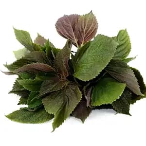 Purple perilla