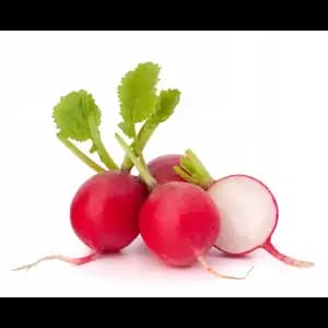 Red Round Radish