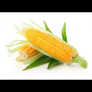 Yellow Corn