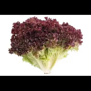 Lollo Rosso Salad