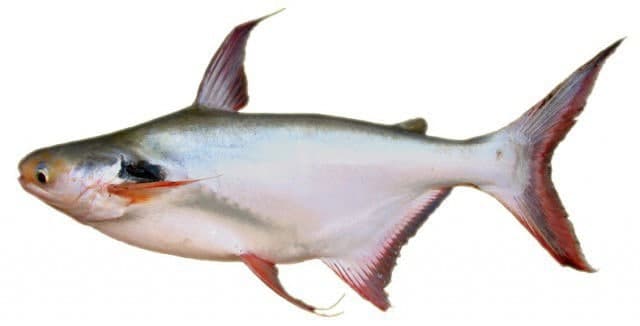 Po Fish