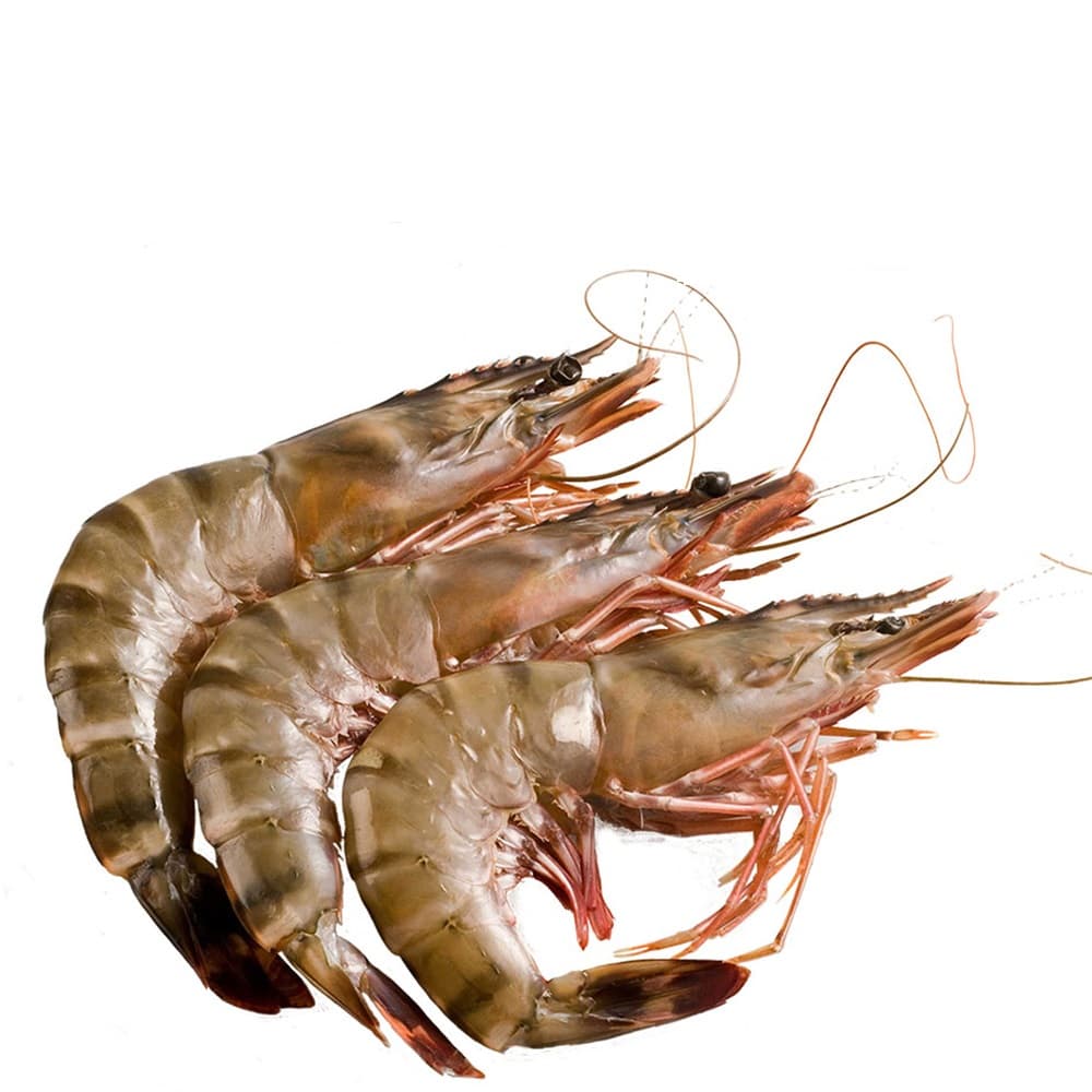 បង្គាប៉ារ៉ា