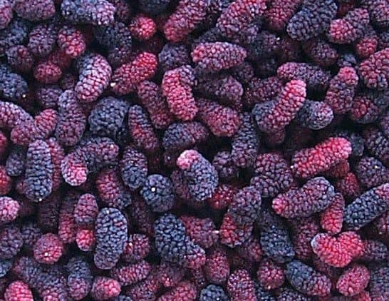 Mulberry