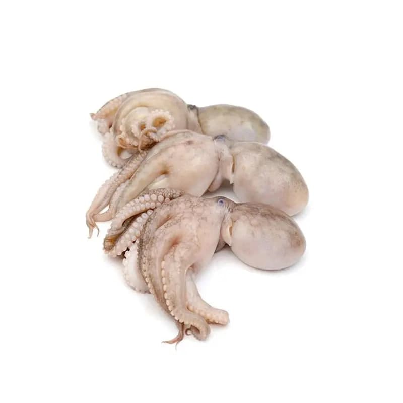 Octopus