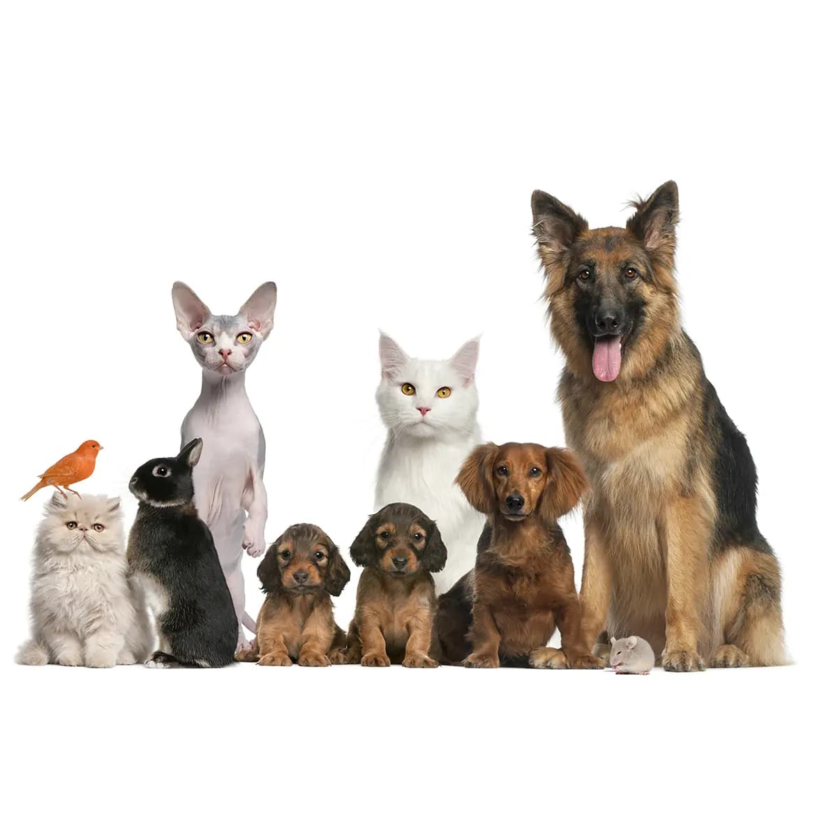 Pet Care