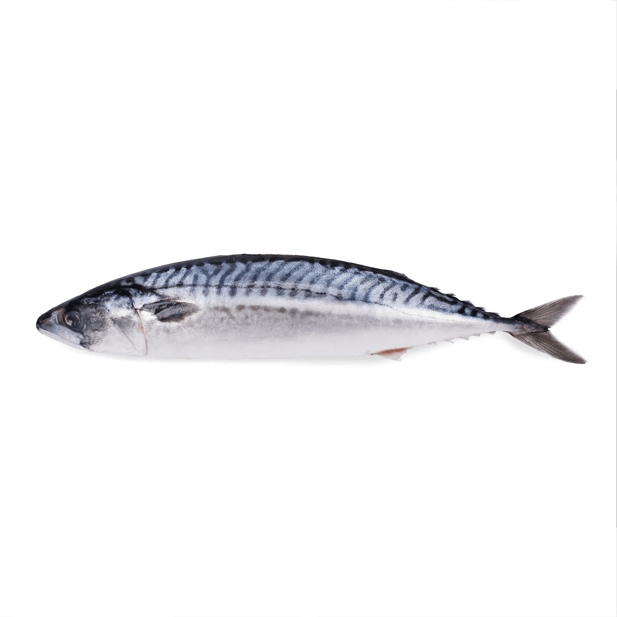 Whole Saba Mackerel