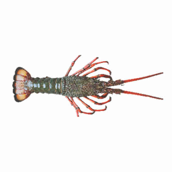 Uncooked Spiny Lobsters