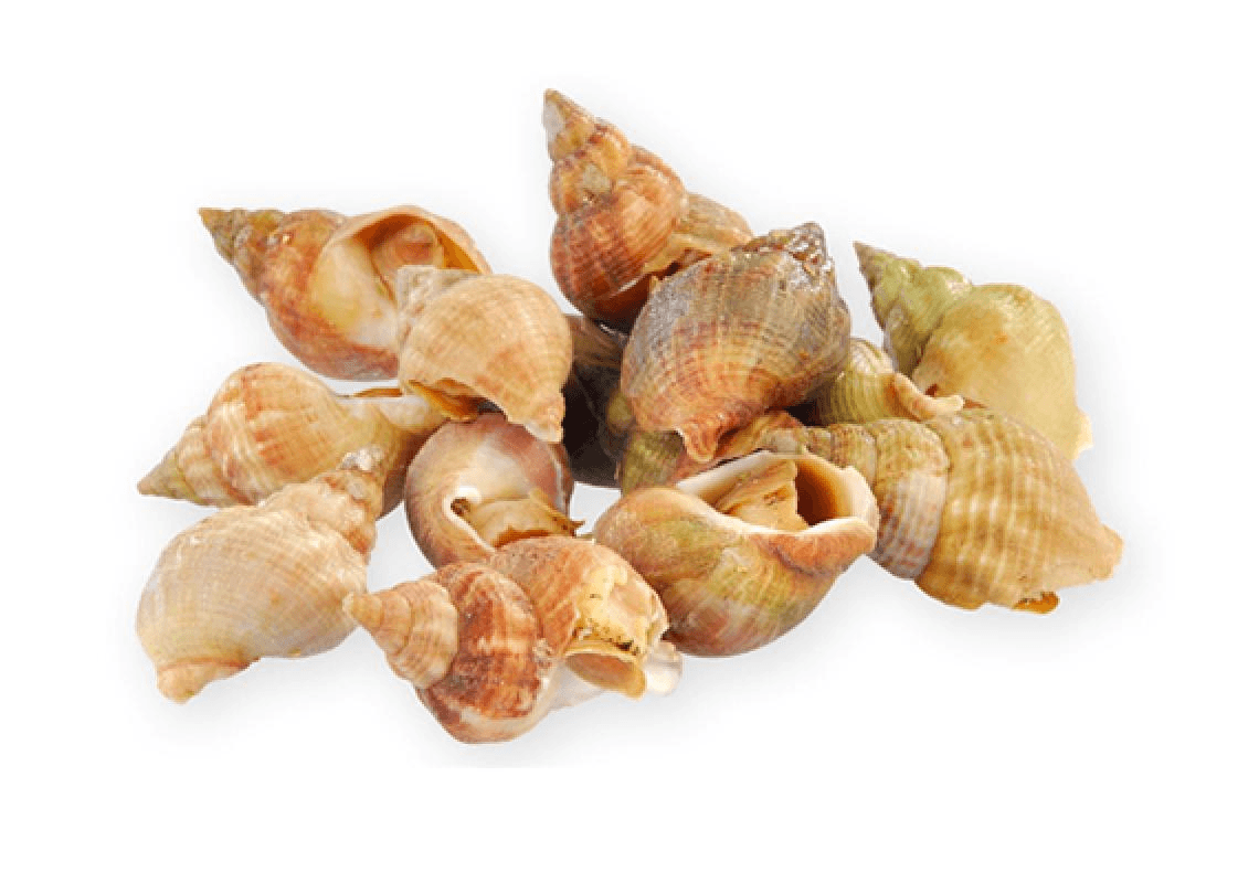 Bulot Whelk Snails