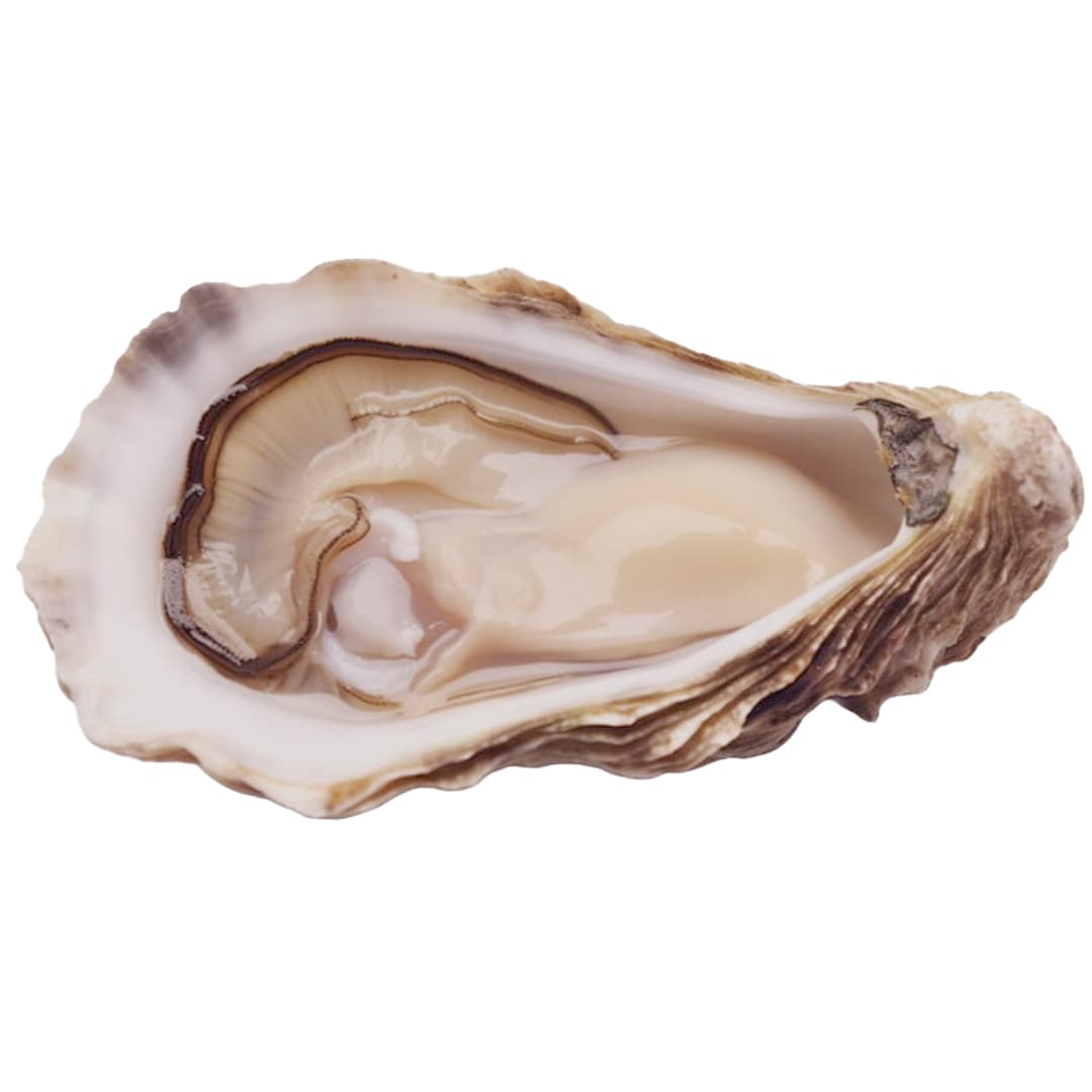 Live Japanese Oyster (Size 4-5pc/kg) (Unopened)
