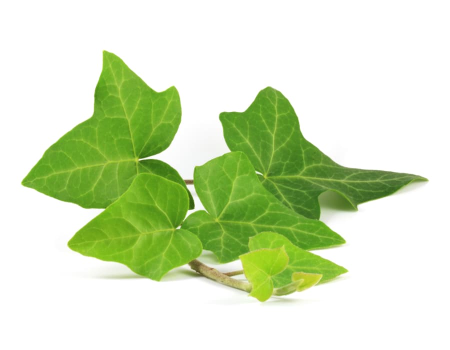 ស្លឹកបាស