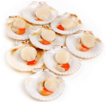 Japanese Half-Shell Scallop