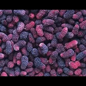 Mulberry - Sea Quality