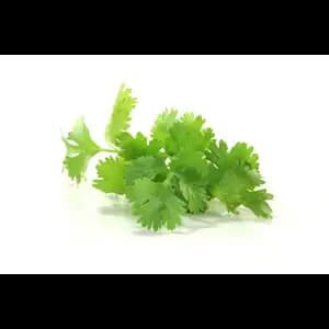 Coriander