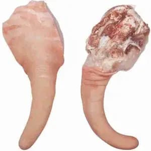Pig Tail - Rithy 1 Supply