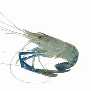 Lobster River - Rithy 1 Supply