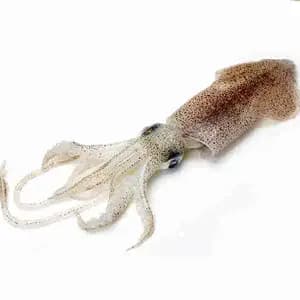 Squid Small - Rithy 1 Supply