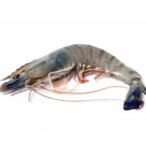 Shrimp Size M - Rithy 1 Supply