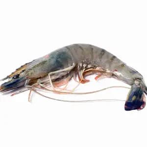 Shrimp Size L - Rithy 1 Supply