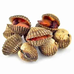Blood Cockle Small - Rithy 1 Supply