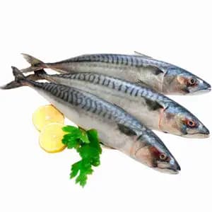 Mackerel Fish - Rithy 1 Supply