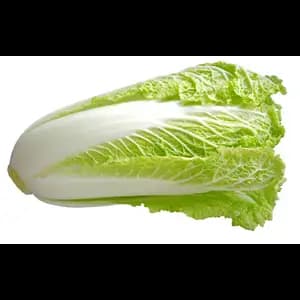 Chinese Cabbage (Nappa)