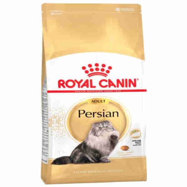 Adult Persian