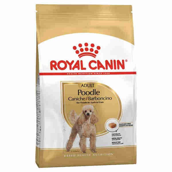 Adult Poodle