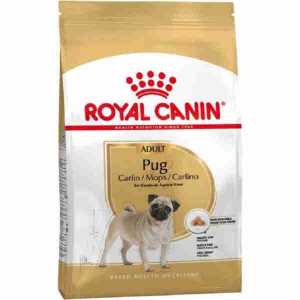 Adult Pug