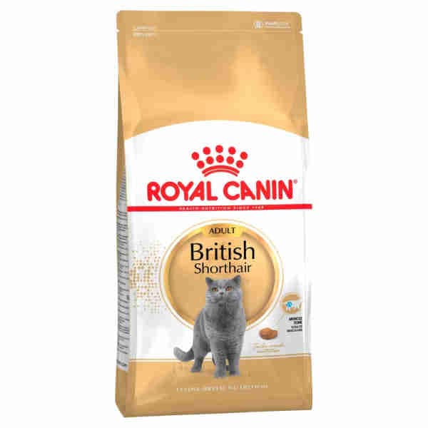 Adult British Shortthair