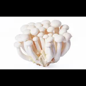 White Shimeji Mushroom
