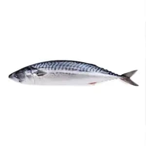 Whole Saba Mackerel - Royal Fine Foods