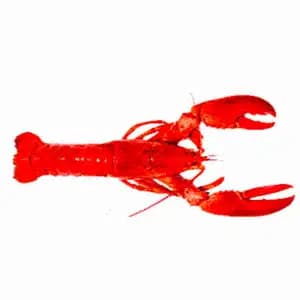 Cooked Canadian Lobsters - Royal Fine Foods