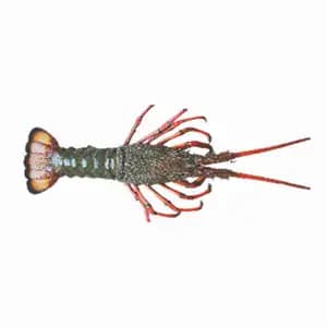 Uncooked Spiny Lobsters - Royal Fine Foods