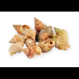 Bulot Whelk Snails - Royal Fine Foods