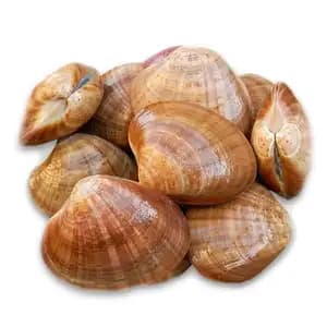 Chilled Brown Natural Clams 1,2kg - Royal Fine Foods