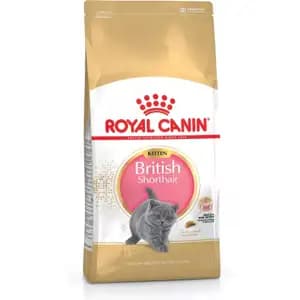 Kitten British Shorthair - Royal Canin