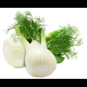 Fresh Fennel