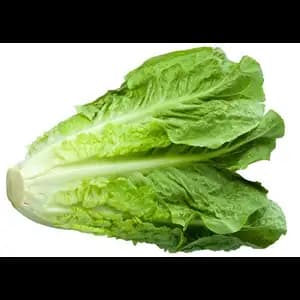 Romain Salad