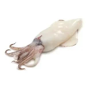 Squid - Mao Fishmonger