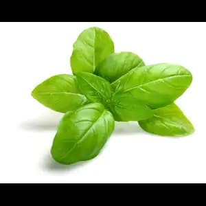 Green Basil