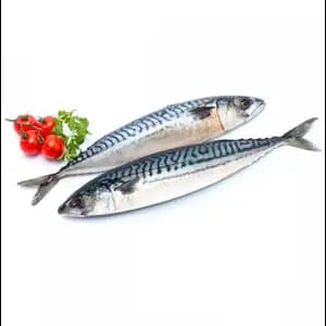 Japanese Mackerel Saba