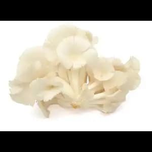 Mushroom White Oyster