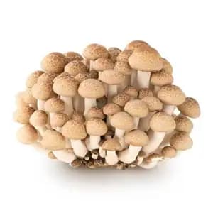 Mushroom Crab Black