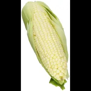 White Corn
