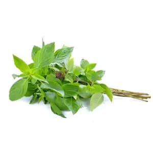 Khmer Basil